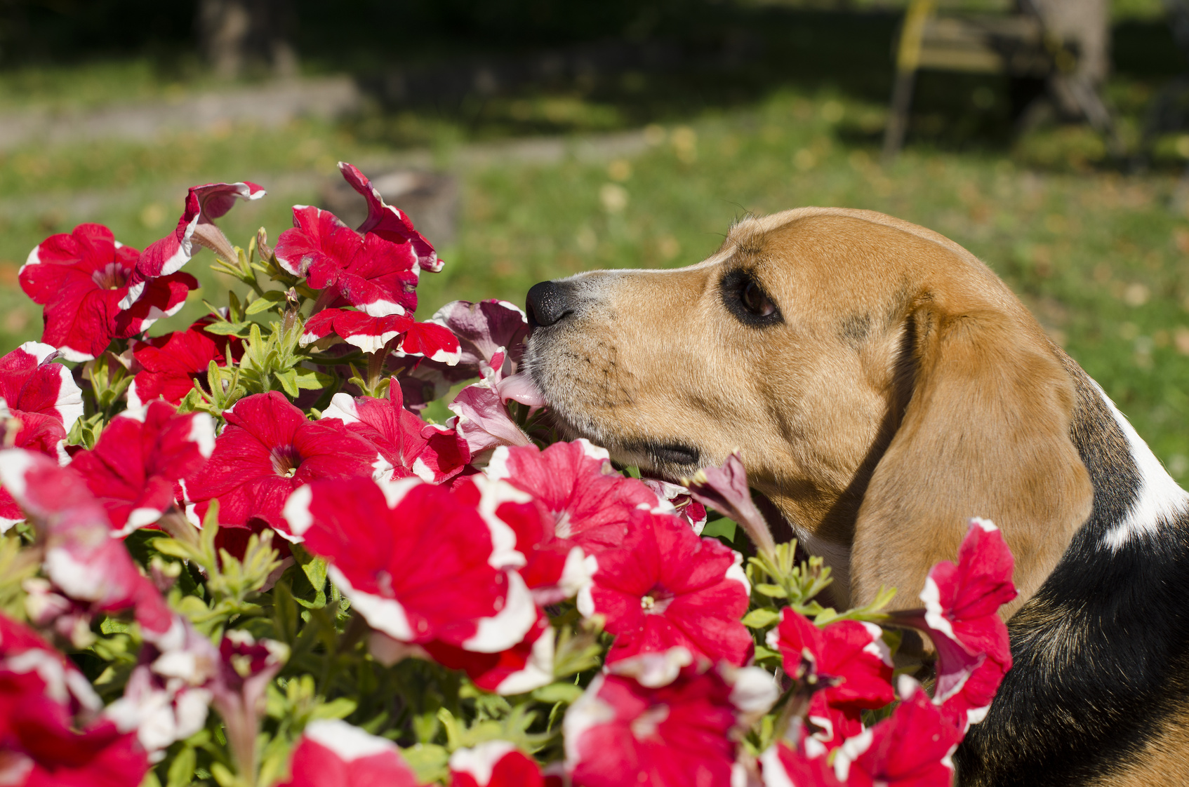 dog and flowers